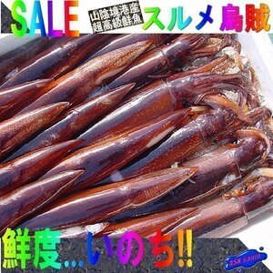 お刺身用「スルメ烏賊32尾位で4kg」活冷凍品、-美しい釣り物