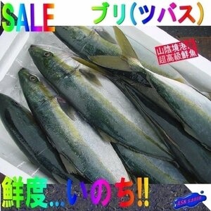 脂のってます!!「天然ブリの子 1.5-2.5kg」ツバス...とれたて直送!!境港産