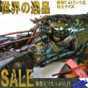 2本、特大「生オマール450g」生冷凍、世界の逸品を是非！！の画像8