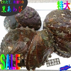 活物直送!!「黒あわび大-1kg」素潜りで採った、山陰境港産の画像1