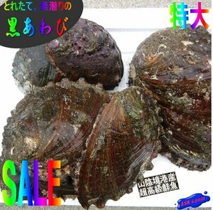 活物直送!!「黒あわび大-1kg」素潜りで採った、山陰境港産