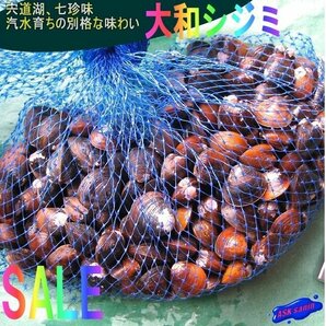 3本、宍道湖七珍味「大和しじみ1kg」 〓汽水育ちの別格な味わい〓の画像1