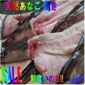 とろける甘さ!「穴子の開き1kg位」とれたて『魚王国』境港産