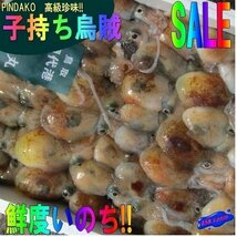 子持ち【ミミ烏賊3kg】-当港自慢の珍味-　『魚王国』境港産「ピンダコ3kg 」_画像1