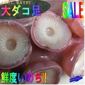 お刺身用35kgの「nタコ足１本で2.0kg」特大・極太！！山陰境港産の画像1