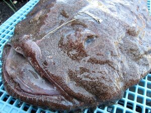 to. length direct delivery!! extra-large [. Ankoo anglerfish 1 tail 4-5kg]... charge .. taste .. home ., mountain ... production 