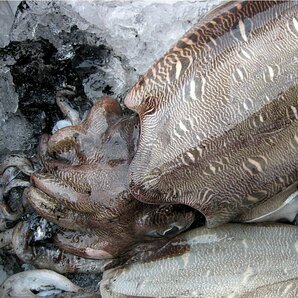 【巨大烏賊】「紋甲イカ 3尾で3.8kg」お刺身用、活冷凍/山陰境港産 の画像5