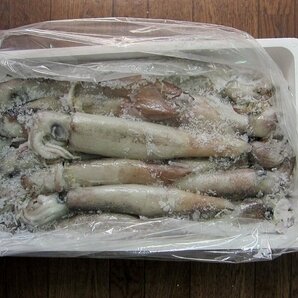 お刺身用「スルメ烏賊29尾で4kg」活冷凍品、-美しい釣り物の画像9