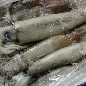 お刺身用「スルメ烏賊29尾で4kg」活冷凍品、-美しい釣り物の画像7