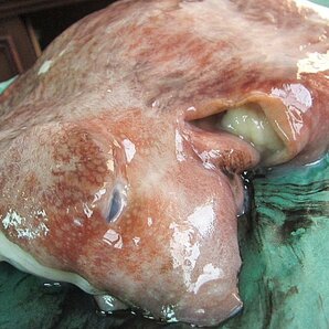 珍品・珍味「水タコ胴体(頭)5.9kg」お刺身、タコ鍋に （活冷凍）『魚王国』 境港産の画像8