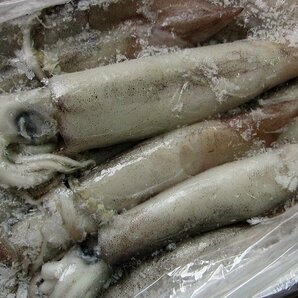 お刺身用「特大、スルメ烏賊16尾で4kg」活冷凍品-美しい釣り物の画像7