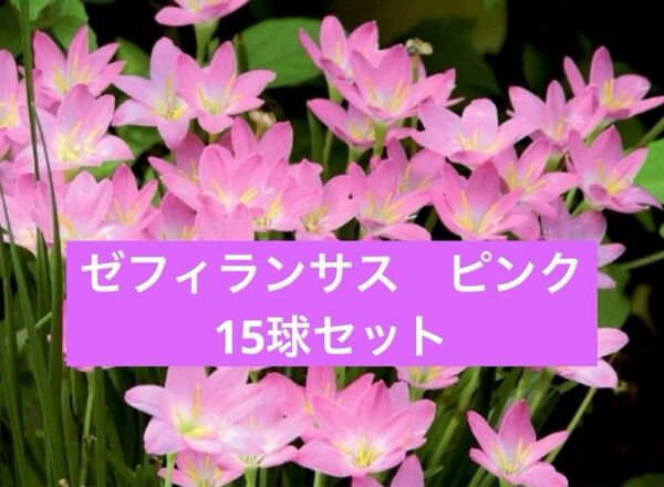 ゼフィランサス　ピンク　レインリリー　15球セット　サフランモドキ　初心者でも安心の説明書付き♪