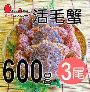 【かにのマルマサ】北海道産 特大 活毛ガニ600g 3尾セット