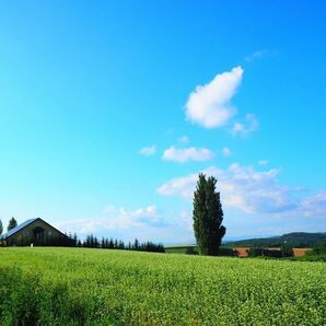 M53 ケンとメリーの木/美瑛/北海道/日本の風景/アートパネル/ファブリックパネル/インテリアパネル/ポスター