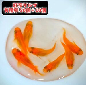 紅帝ダルマメダカの有精卵50個＋10個セット 固定率抜群！