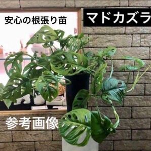 【76】人気の観葉植物　マドカズラ　安心の根張り苗　モンステラ　抜き苗 
