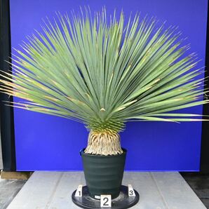 元気いっぱい ユッカロストラータ 国内栽培品(青シール) Yucca rostrata 180サイズ    の画像3
