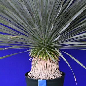 元気一杯の ユッカ ロストラータ (青シール) Yucca rostrata 国内栽培品 180サイズ    の画像5