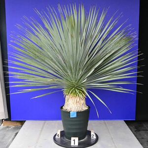 元気一杯の　ユッカ　ロストラータ　(青シール) Yucca rostrata 国内栽培品　180サイズ　　　　