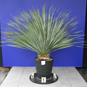 元気一杯のユッカロストラータ　(白シール) Yucca rostrata 国内栽培品　160サイズ　　　　