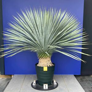 元気一杯の　ユッカ　ロストラータ　(黄色シール) Yucca rostrata 国内栽培品　180サイズ　　　　