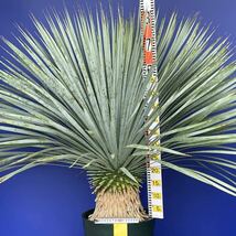 元気一杯の　ユッカ　ロストラータ　(黄色シール) Yucca rostrata 国内栽培品　180サイズ　　　　_画像8