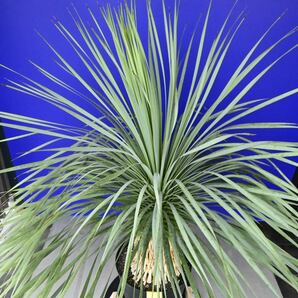元気いっぱい ユッカロストラータ 国内栽培品(黄色シール) Yucca rostrata 180サイズ    の画像9