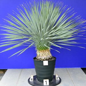 元気いっぱい　ユッカロストラータ　国内栽培品　(白シール) Yucca rostrata 160サイズ　　　　