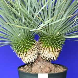 元気いっぱい 2ヘッド ユッカロストラータ(白 黄緑シール)Yucca rostrata 国内栽培 160サイズの画像2