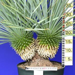 元気いっぱい 2ヘッド ユッカロストラータ(白 黄緑シール)Yucca rostrata 国内栽培 160サイズの画像7