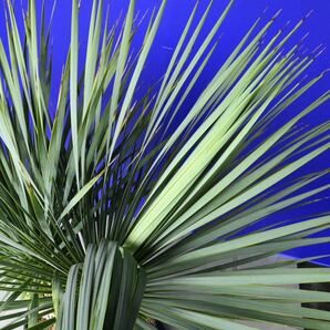 元気いっぱい 2ヘッド ユッカロストラータ(白 黄緑シール)Yucca rostrata 国内栽培 160サイズの画像10