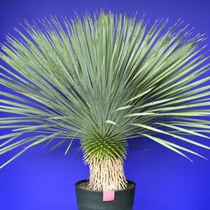 元気いっぱい ユッカロストラータ 国内栽培品(赤シール) Yucca rostrata 180サイズ    の画像1