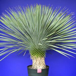  origin . fully yucca Lost la-ta domestic cultivation goods ( red seal ) Yucca rostrata 180 size 