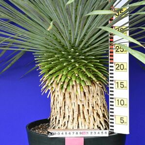 元気いっぱい ユッカロストラータ 国内栽培品(赤シール) Yucca rostrata 180サイズ    の画像7