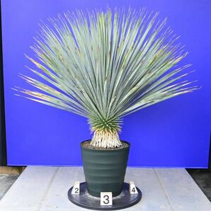 元気いっぱい ユッカロストラータ 国内栽培品 (紫シール) Yucca rostrata 160サイズ    の画像4