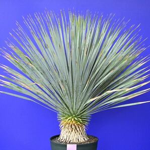 元気いっぱい ユッカロストラータ 国内栽培品 (紫シール) Yucca rostrata 160サイズ    の画像1