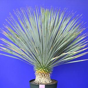 元気いっぱい　ユッカロストラータ　国内栽培品　(紫シール) Yucca rostrata 160サイズ　　　　