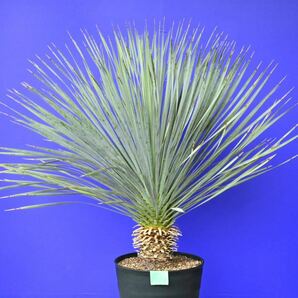 元気いっぱい ユッカロストラータ 国内栽培品 (緑シール) Yucca rostrata 160サイズ    の画像1