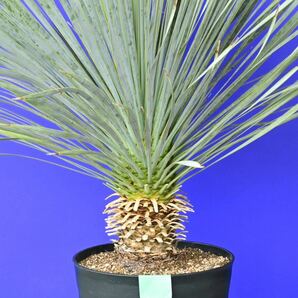 元気いっぱい ユッカロストラータ 国内栽培品 (緑シール) Yucca rostrata 160サイズ    の画像6