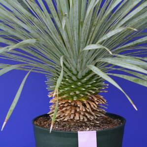 元気いっぱい ユッカロストラータ 国内栽培品 (紫シール) Yucca rostrata 160サイズ    の画像6