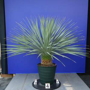 元気いっぱい ユッカロストラータ 国内栽培品 (紫シール) Yucca rostrata 160サイズ    の画像5