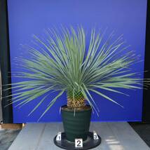 元気いっぱい　ユッカロストラータ　国内栽培品　(紫シール) Yucca rostrata 160サイズ　　　　_画像3