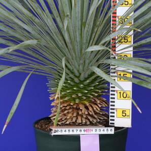 元気いっぱい ユッカロストラータ 国内栽培品 (紫シール) Yucca rostrata 160サイズ    の画像7