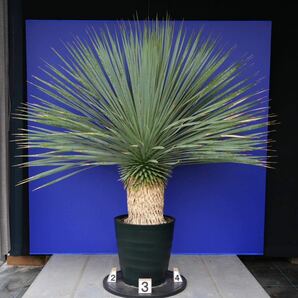 元気いっぱい ユッカロストラータ 国内栽培品(青シール) Yucca rostrata 180サイズ    の画像4