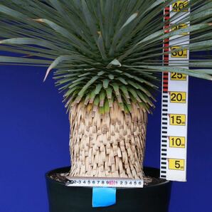 元気いっぱい ユッカロストラータ 国内栽培品(青シール) Yucca rostrata 180サイズ    の画像7