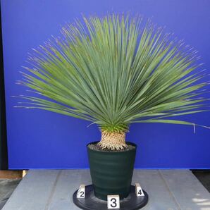 元気いっぱい ユッカロストラータ 国内栽培品 (緑シール) Yucca rostrata 160サイズ    の画像4