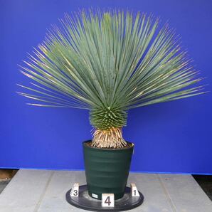 元気いっぱい ユッカロストラータ 国内栽培品 (黄色シール) Yucca rostrata 160サイズ    の画像5