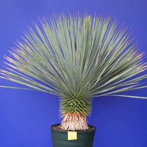 元気いっぱい ユッカロストラータ 国内栽培品 (黄色シール) Yucca rostrata 160サイズ    の画像1