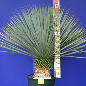 元気いっぱい ユッカロストラータ 国内栽培品 (黄色シール) Yucca rostrata 160サイズ    の画像8