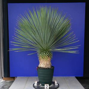 元気いっぱい ユッカロストラータ 国内栽培品(赤シール) Yucca rostrata 180サイズ    の画像3
